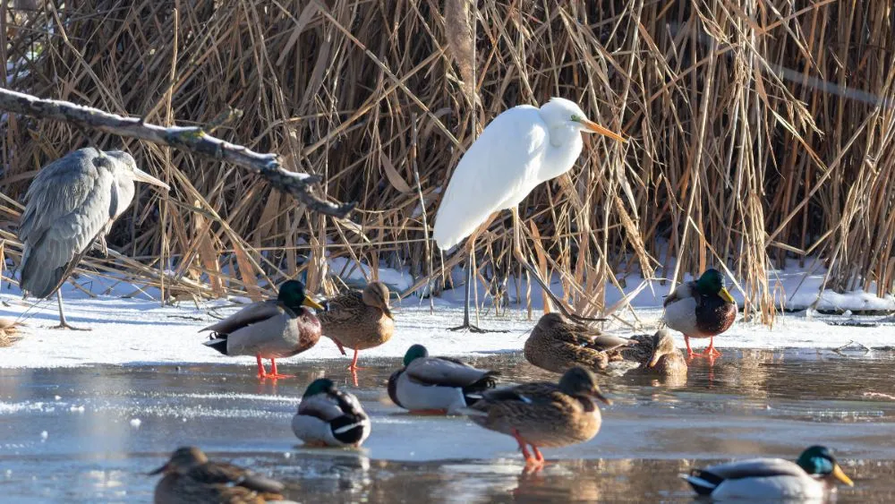 Observation des oiseaux en hiver dans la réserve naturelle de Poda près de Kraimorie