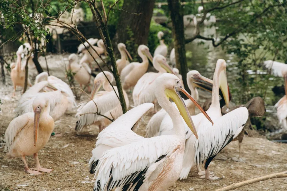 A flock of great white pelicans gathered at Poda Protected Area