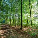 Schattige Waldwege im Rosenets-Park