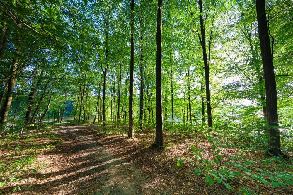 Schattige Waldwege im Rosenets-Park
