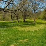 Üppiger Wald und Picknickplatz im Rosenets-Park