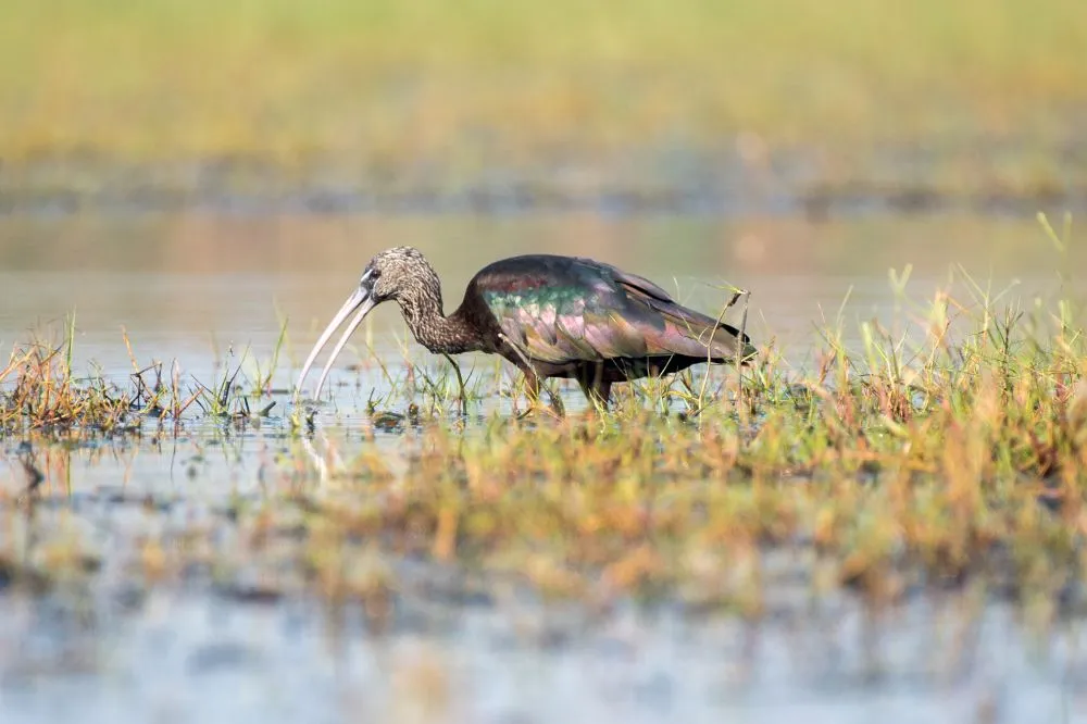blestiasht ibis vav vodite na priroden rezervat za ptici Poda