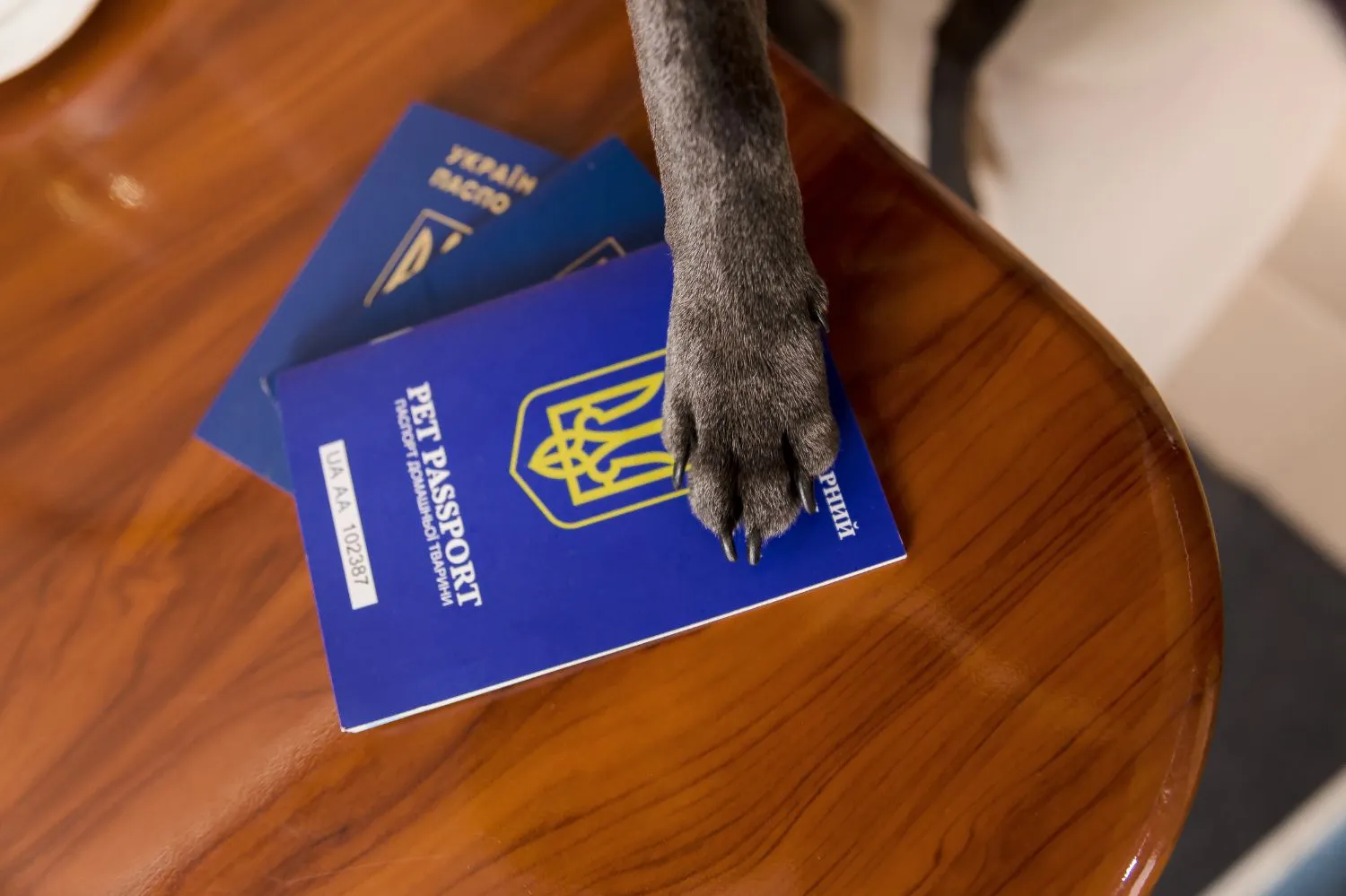 Airline pet rules for flying to Bulgaria with a dog