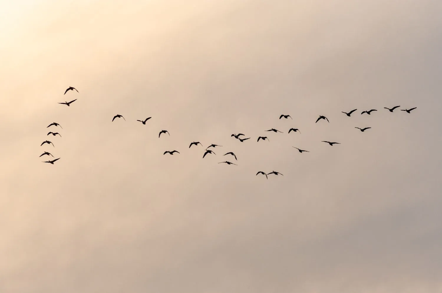Birdwatching at Poda Protected Area along the Via Pontica migration route