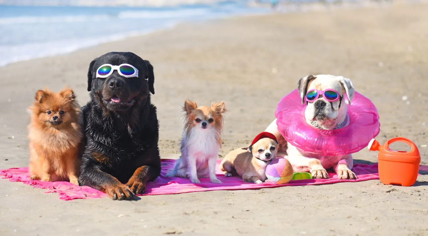 Dog-friendly beaches near Burgas on the Bulgarian Black Sea coast