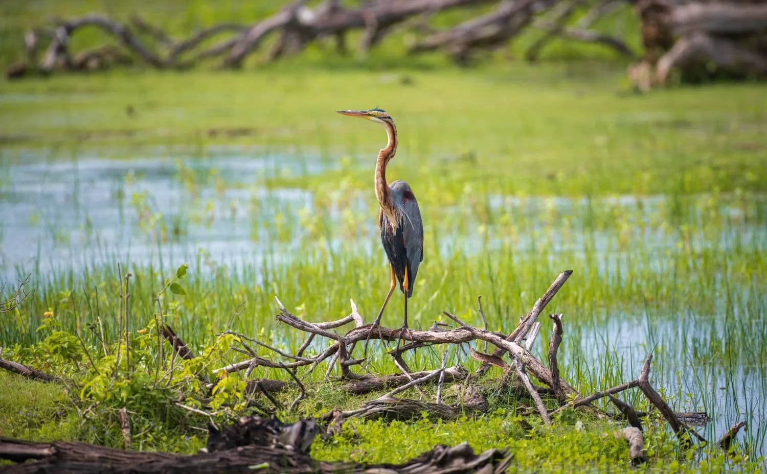 Migratory birds at Poda one of Bulgaria top birdwatching destinations
