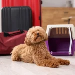 Voyager avec un chien en Bulgarie pour des vacances d’été sur la mer Noire