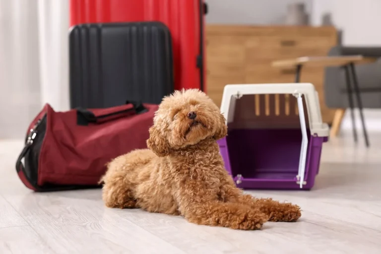 Voyager avec un chien en Bulgarie pour des vacances d’été sur la mer Noire