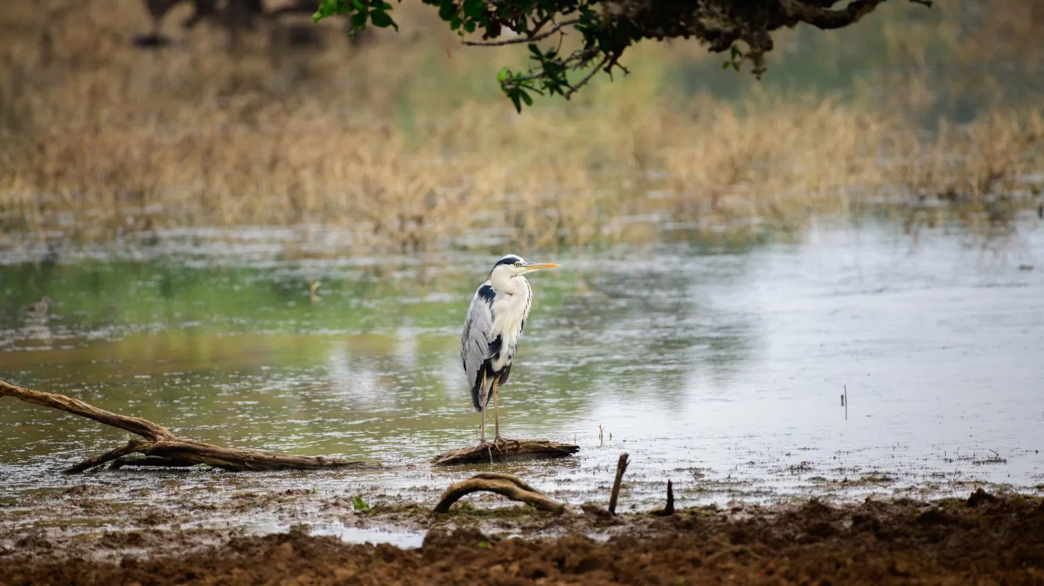 centre-conservation-poda-observation-oiseaux-pres-de-kraimorie