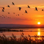 Herbstlicher Vogelzug über den Seen von Burgas bei Sonnenuntergang