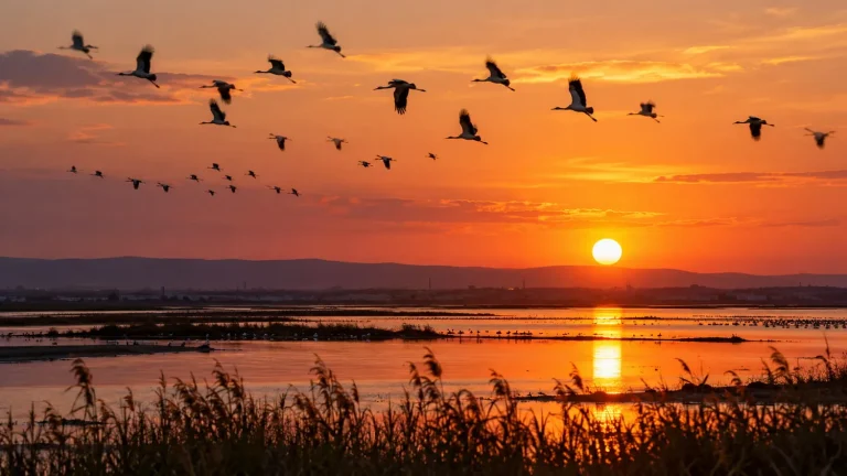 Herbstlicher Vogelzug über den Seen von Burgas bei Sonnenuntergang