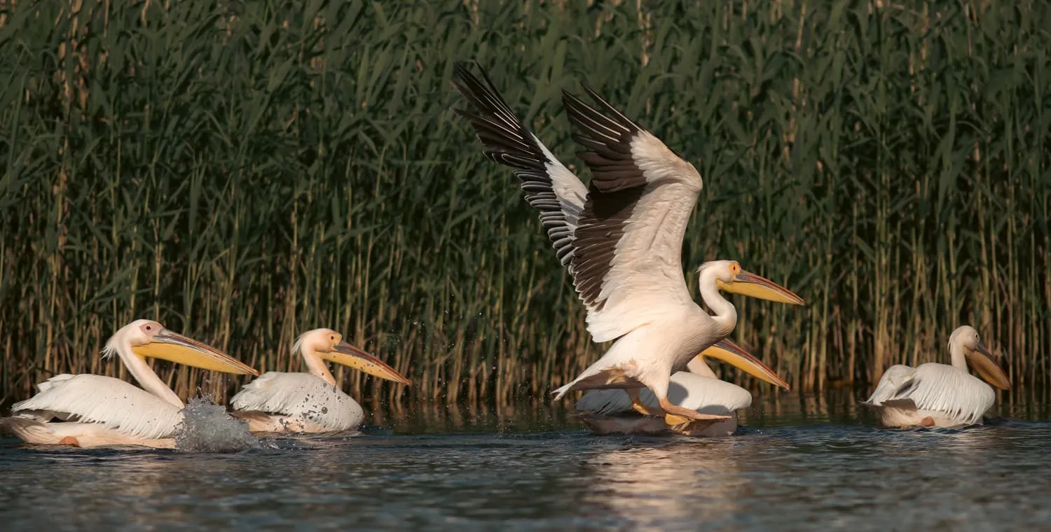 Pélicans blancs parmi les oiseaux d'eau le long de la voie migratoire Via Pontica