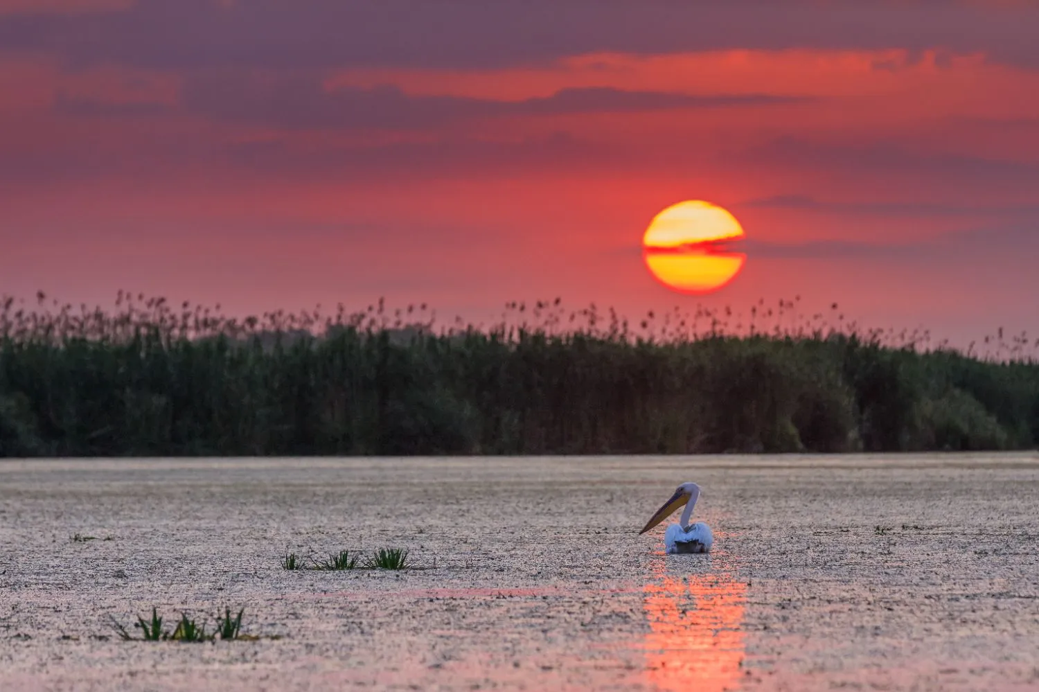 White pelican in the waters of Poda Nature Reserve at sunset